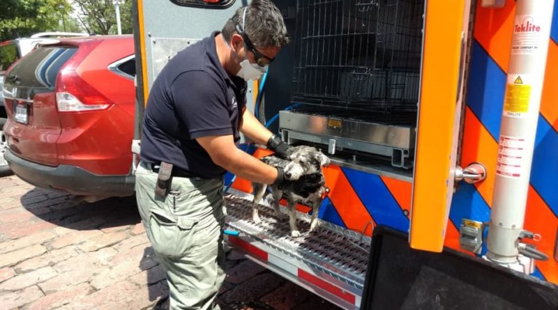 Derivado de un reporte ciudadano y con apoyo de la Guardia Municipal 👮‍♂️, rescatamos a un perrito