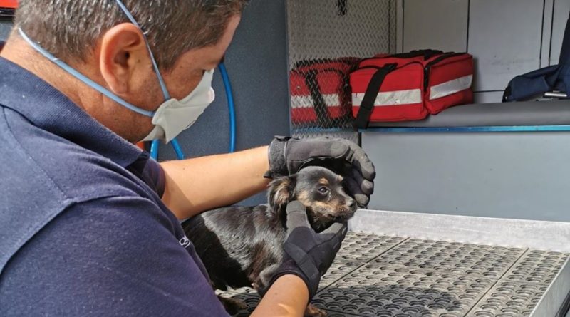 Nuestra Unidad de Rescate Animal ⛑ auxilió a un perrito 🐶 que cayó de un segundo piso