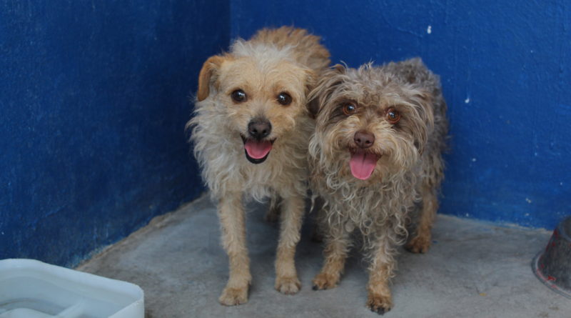 Derivado de un reporte ciudadano, personal de Protección Animal 🐶⛑ resguardó a dos perritos