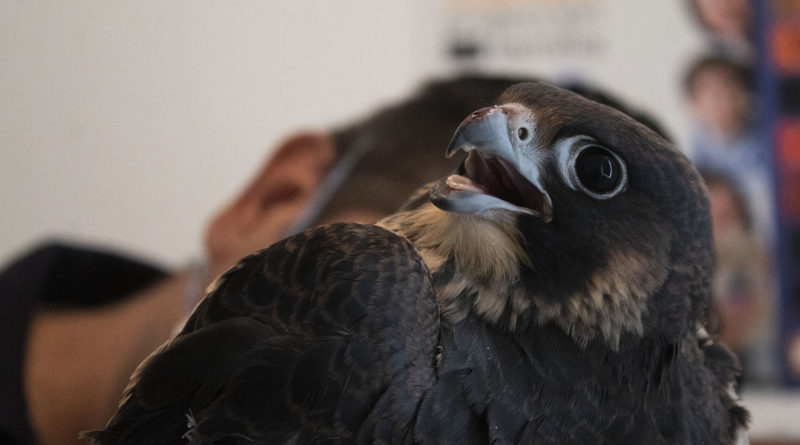 Protección Animal acudió al Centro Histórico para resguardar un halcón